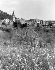 kostanjica_2010_01